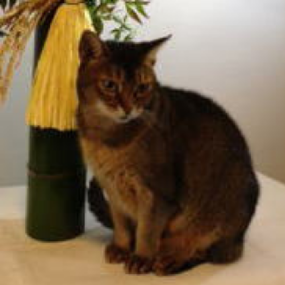 にゃんこスタッフ　クレオくん