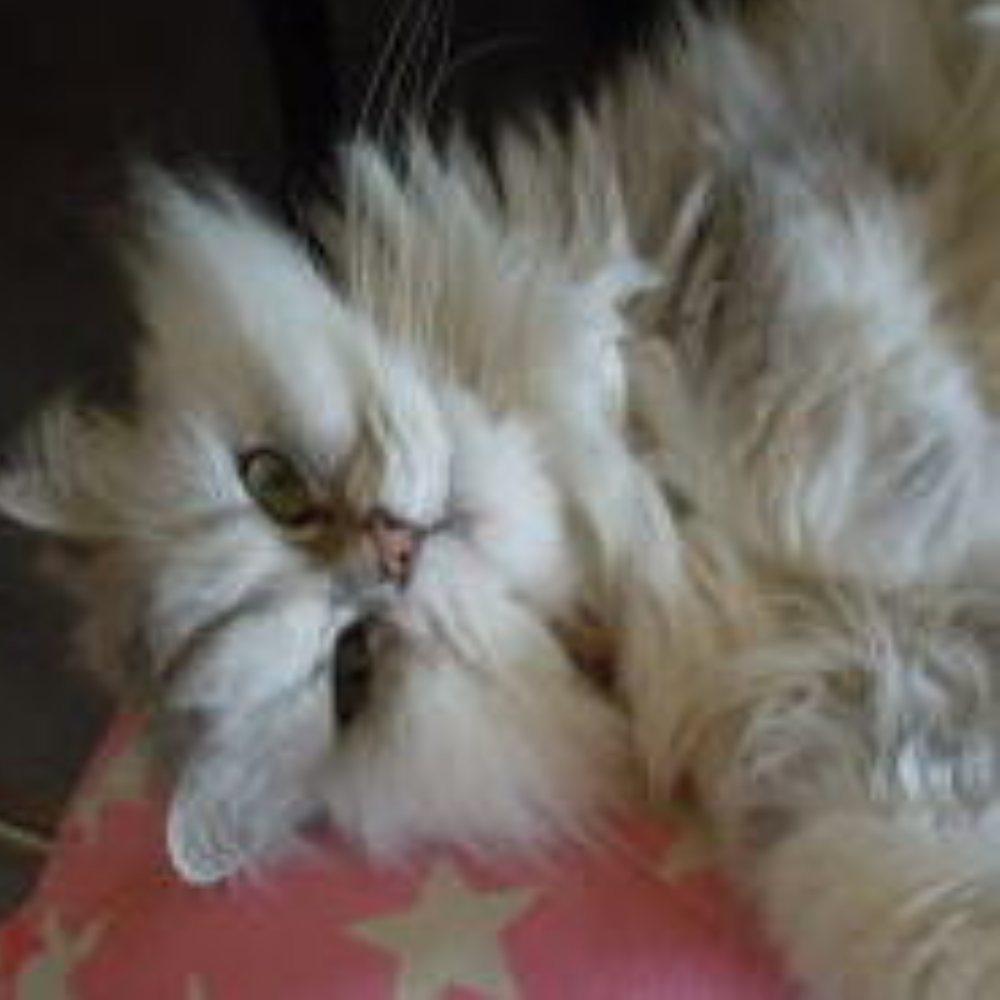 にゃんこスタッフ　ミミちゃん