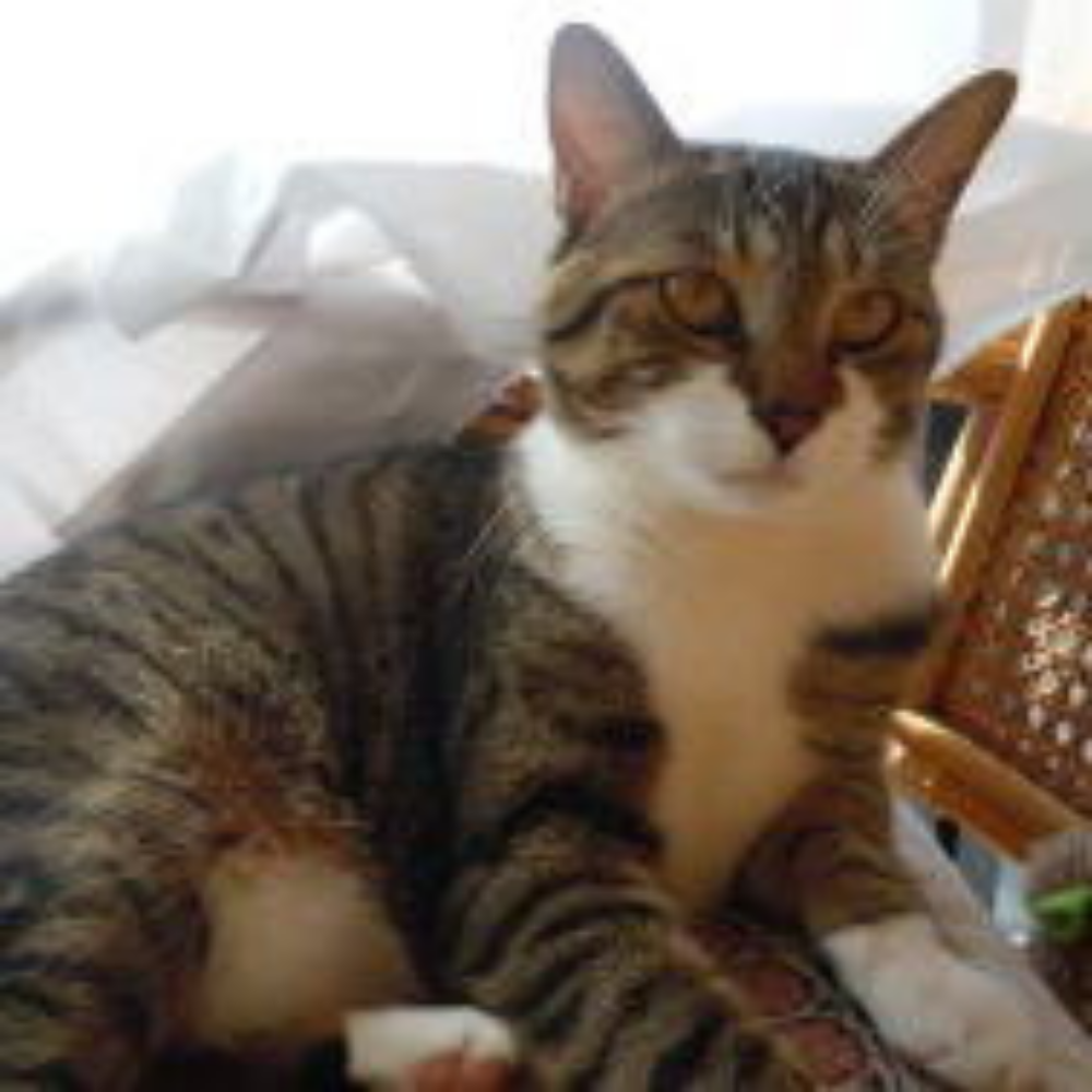 にゃんこスタッフ　らもちゃん