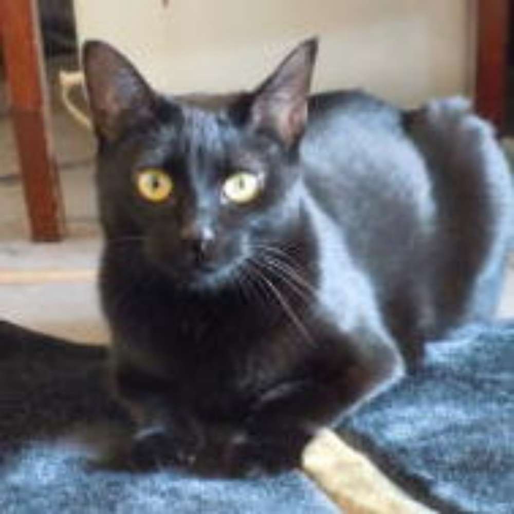 にゃんこスタッフ　キキちゃん